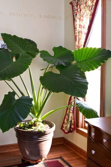 Растение слоновое ухо фото Coarse- Elephant Ear Elephant ear plant, Plant decor indoor, Indoor plants