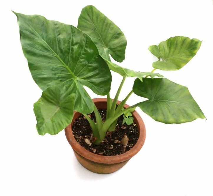 Растение слоновое ухо фото Indoor Elephant Ear Plant - Houseplant Care Of Colocasia Tanaman dalam ruangan, 