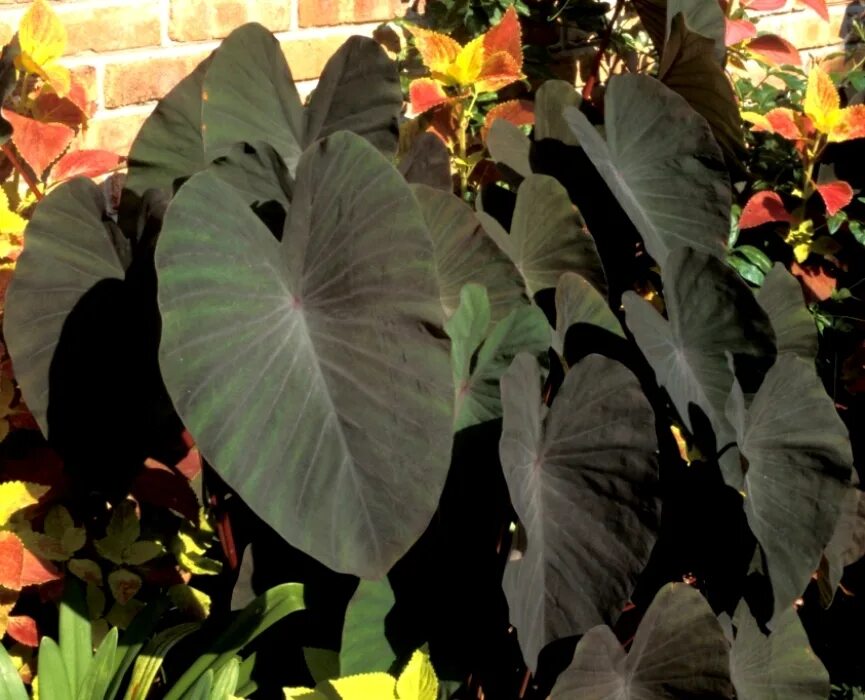 3 LIVE BULBS Colocasia gigantea Thailand Giant Thai Elephant Ear Huge Taro Leaf 