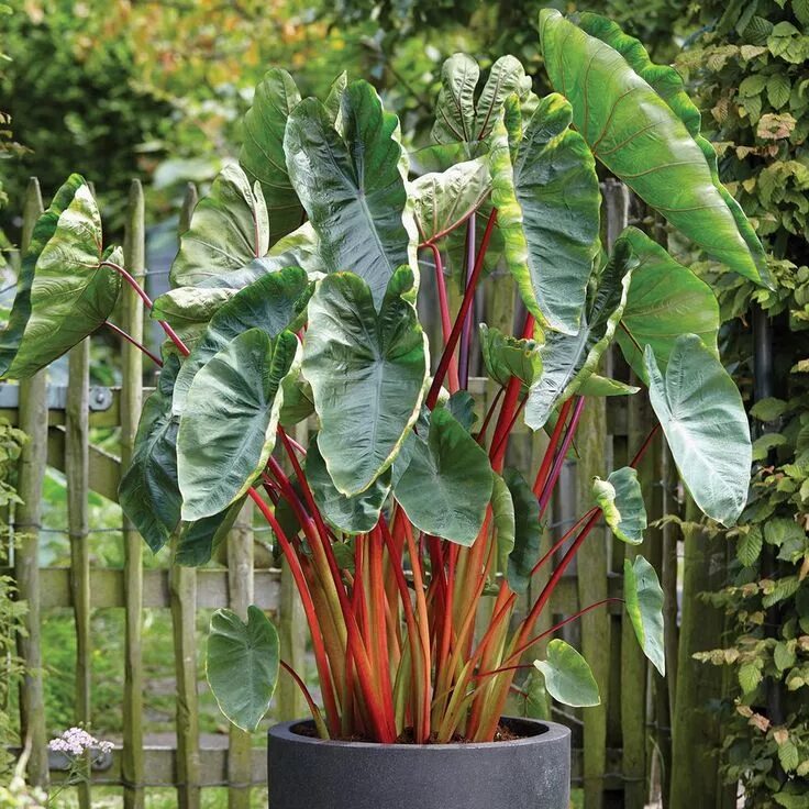 Растение слоновое ухо фото VAN ZYVERDEN Elephant Ear Hawaiian Punch Bulbs (3-Pack) 831163 - The Home Depot 