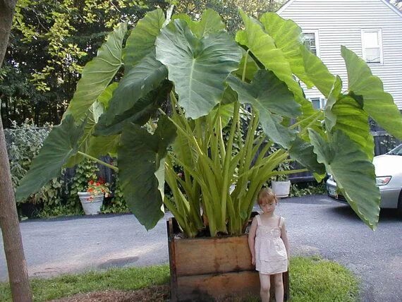 Растение слоновое ухо фото Elephant Ear Plant Alocasia Over Winter Indoors by theseedhouse Elephant ear pla