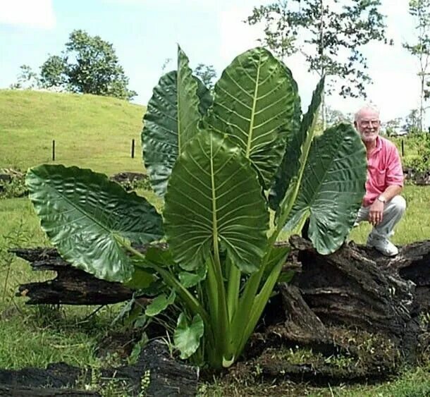 Растение слоновое ухо фото Classic Caladiums - Buy Caladium Bulbs and Get Information on ... Elephant ear p