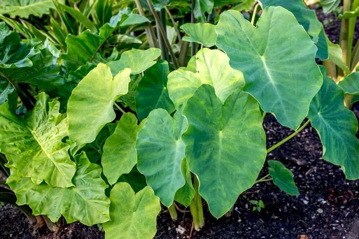 Растение слоновое ухо фото How to Grow and Care for Elephant Ear Plants Elephant ear plant, Plants, Elephan