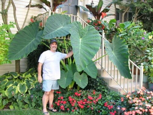 Растение слоновое ухо фото 3 LIVE BULBS Colocasia gigantea Thailand Giant Thai Elephant Ear Huge Taro Leaf 