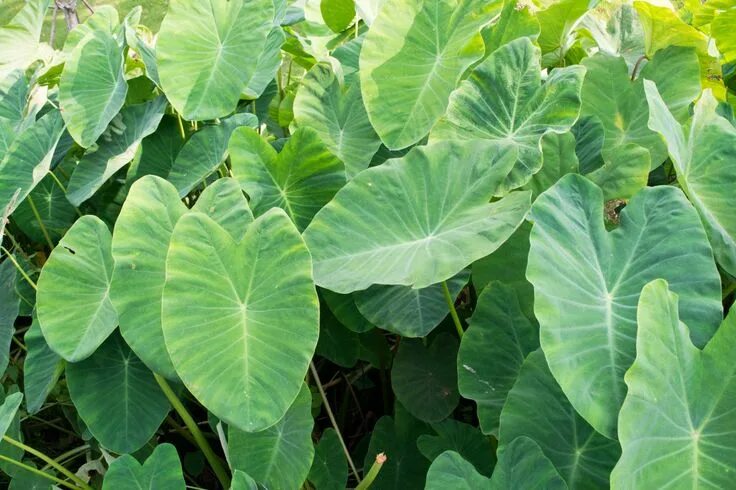 Растение слоновое ухо фото 12 of the Best Plants for Cleaner Indoor Air Elephant ear plant, Elephant ear bu