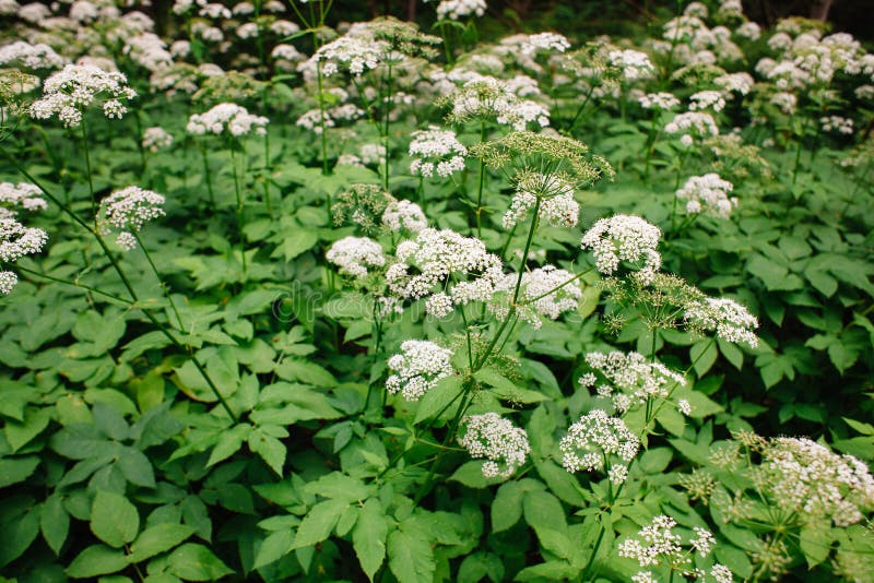 Растение сныть фото и описание как выглядит A View of a White-flowered Meadow of Aegopodium Podagraria L. from the Apiales F