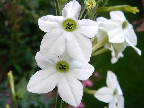 Растение табак фото как выглядит цветок 100 WHITE NICOTIANA (Ornamental Flowering Tobacco) Nicotiana Alata Flower Seeds 