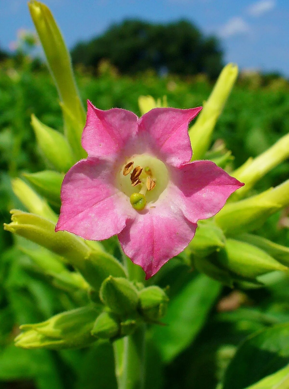 Растение табак фото как выглядит цветок دوتنه:Nicotiana tabacum 004.JPG - ويکيپېډيا