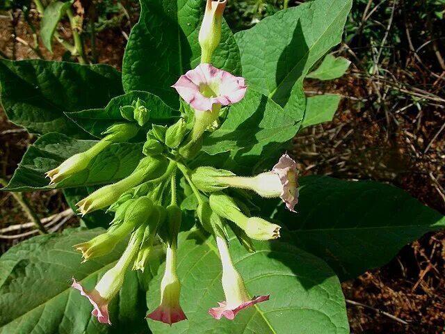 Растение табак фото как выглядит цветок Datei:Nicotiana tabacum (Tabac2).jpg - Wikipedia