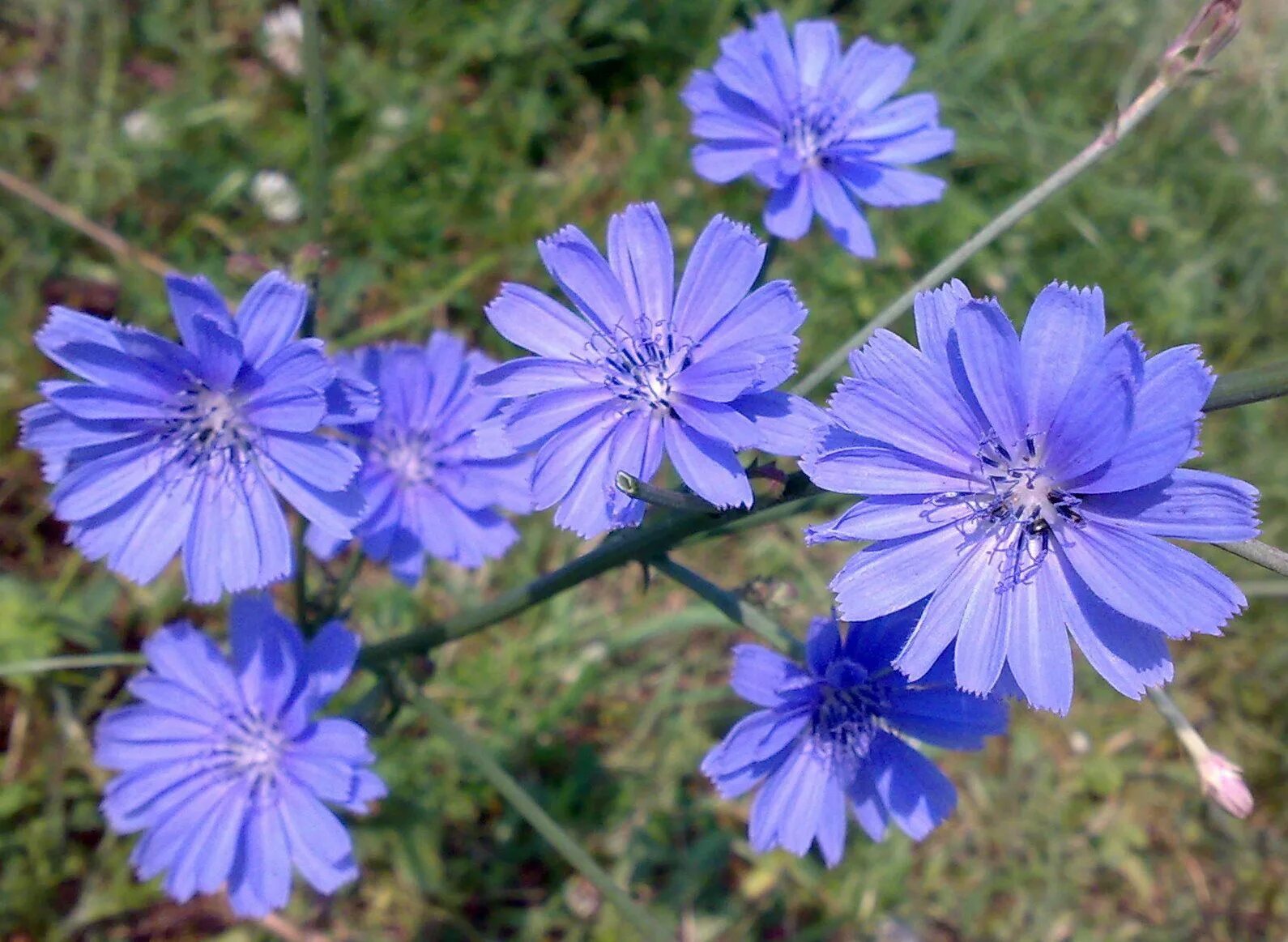 Растение цикорий фото и описание как выглядит Cichorium - cikoria Fiori, Fiori di campo, Cura orchidea