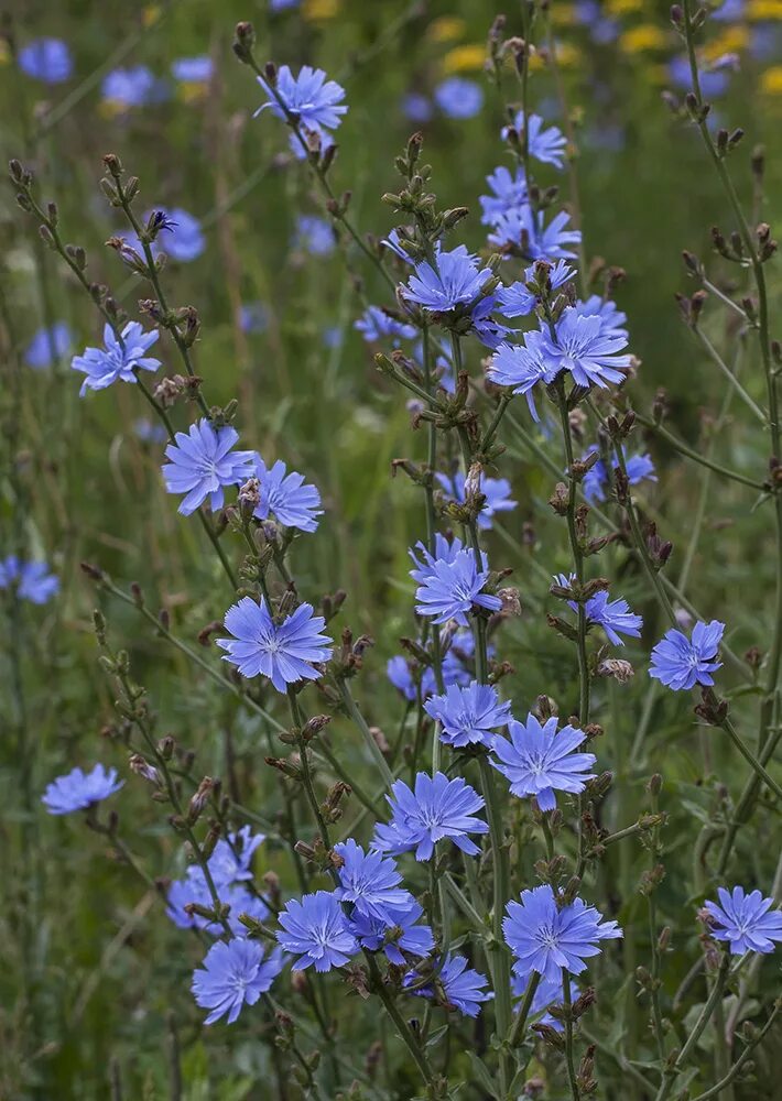 Растение цикорий фото и описание как выглядит Cichorium intybus - Image of an specimen - Plantarium