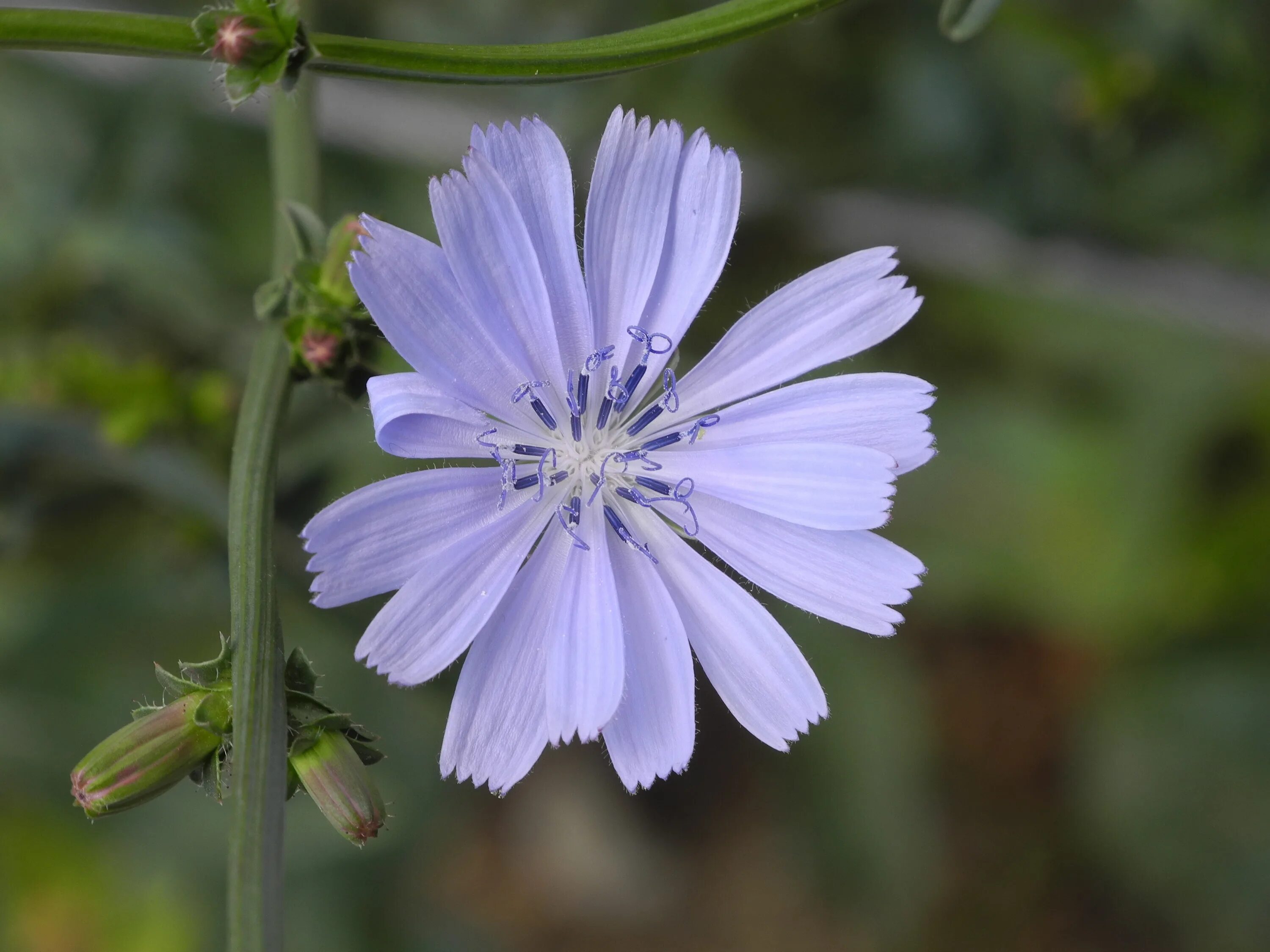 Растение цикорий фото и описание как выглядит Free Images : nature, blossom, petal, summer, food, herb, produce, botany, close