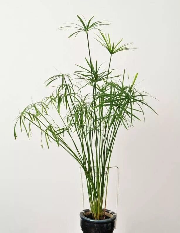 Растение циперус фото уход в домашних Umbrella Grass (Cyperus) Houseplants low light, Indoor plants low light, Plants