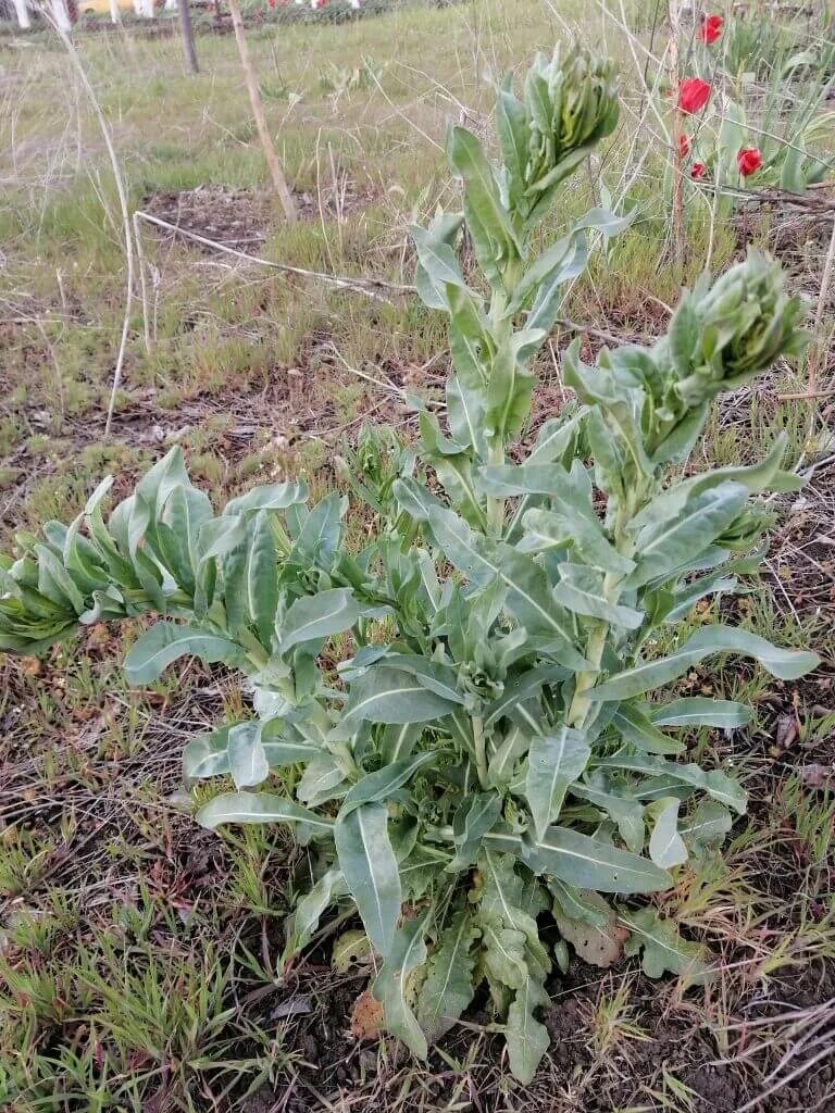 Растение усьма как выглядит фото и описание Вайда красильная - AGROMAESTRO