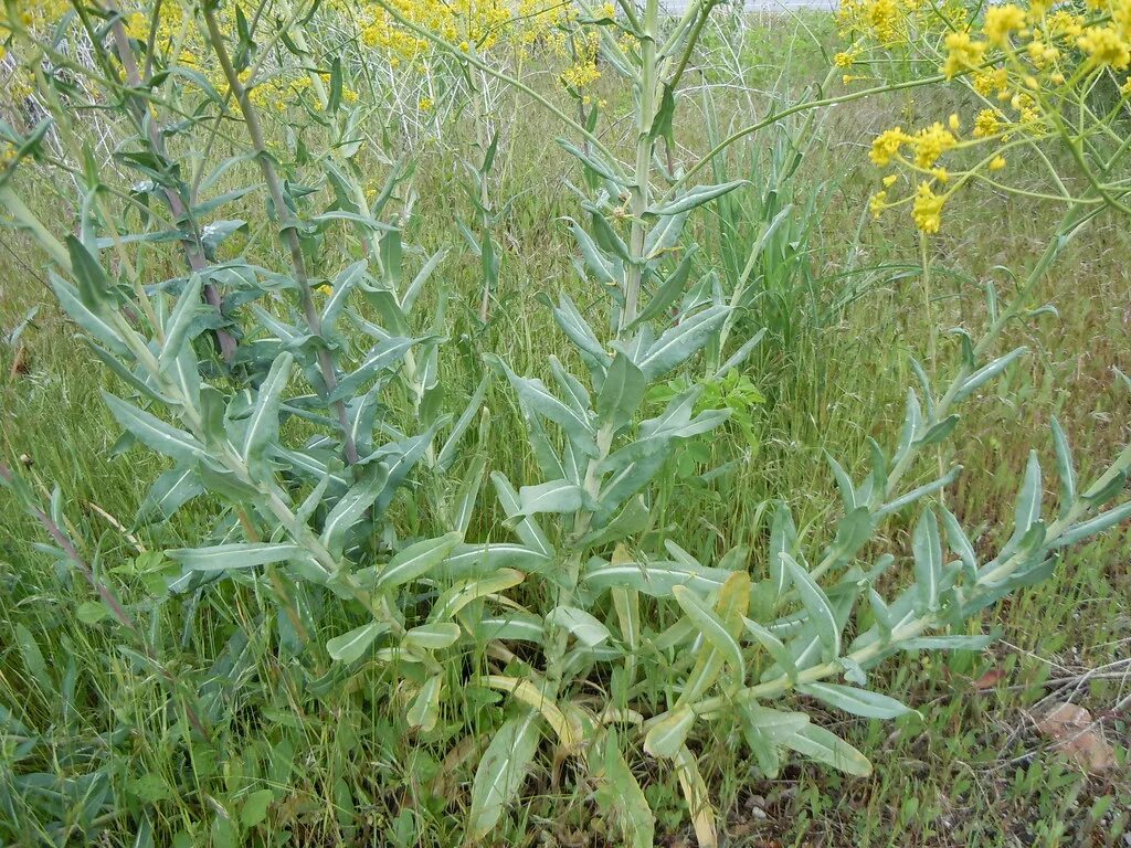 Растение усьма как выглядит фото и описание Isatis tinctoria The glaucous stems and clasping leaves ar. Flickr