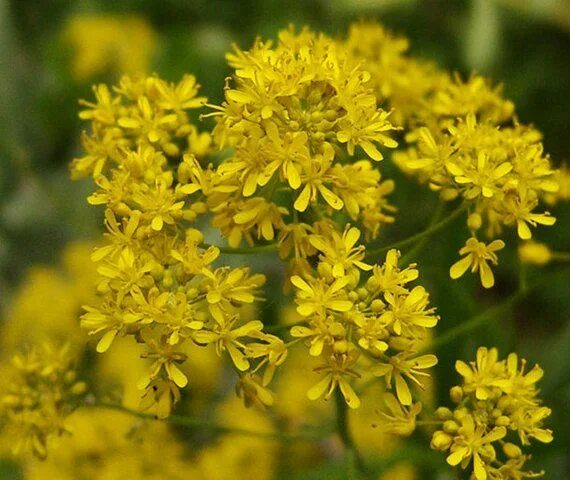 Isatis tinctoria - Image of an specimen - Plantarium