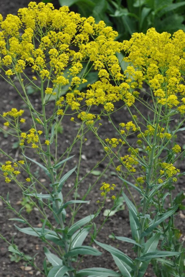 Растение усьма как выглядит фото и описание Oxford University Plants 400: Isatis tinctoria