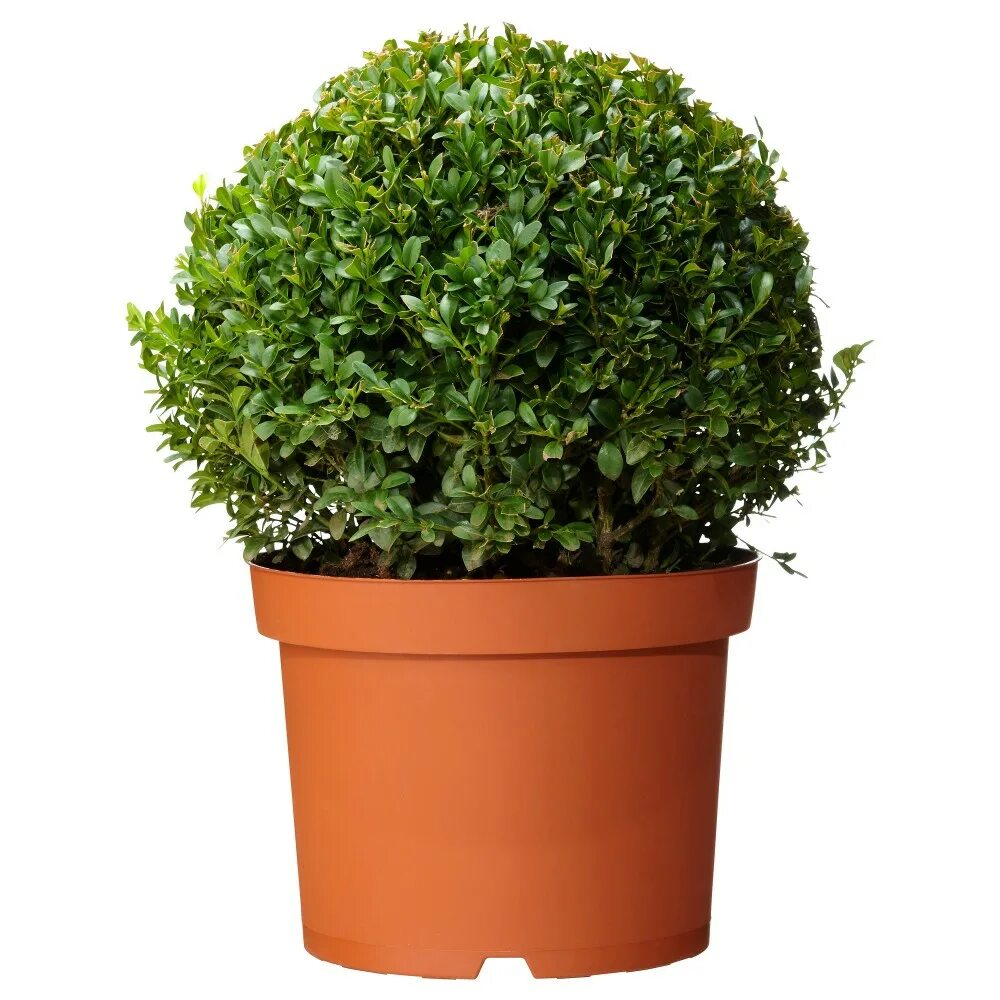 Растение в горшке фото Растение в горшке BUXUS SEMPERVIRENS (801.598.59) купить в ИКЕА (IKEA) с доставк