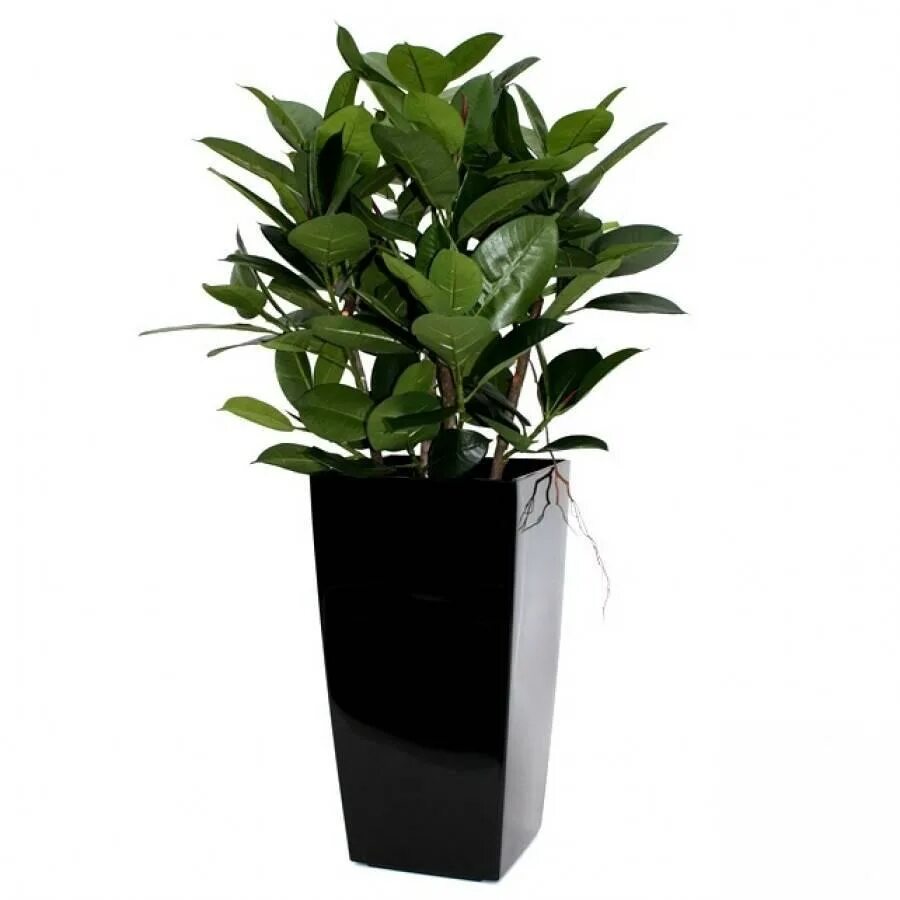 Small Flower Pot Transparent PNG - PNG Mart