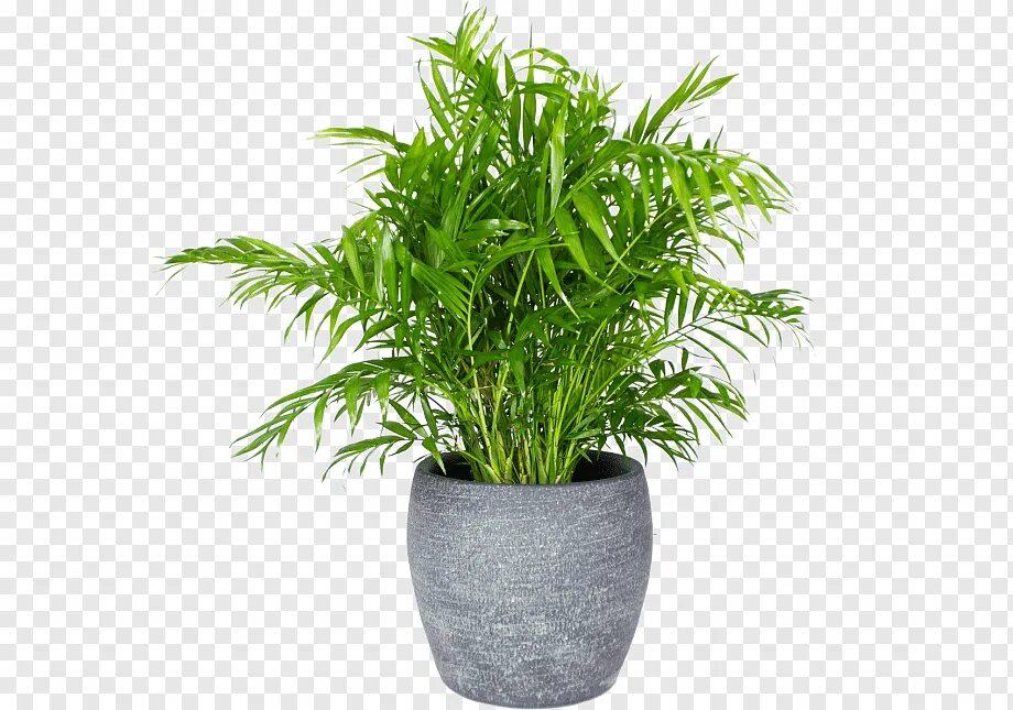 Растение в горшке фото Arecaceae Chamaedorea elegans Комнатное растение Цветочный горшок Embryophyta, م