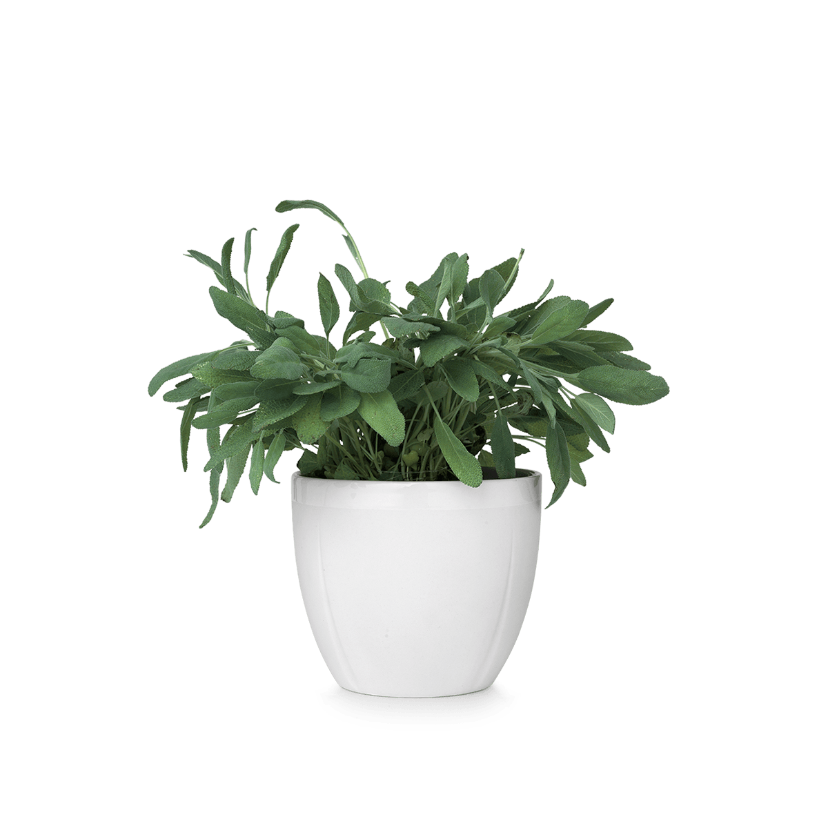 Растение в горшке фото Small Flower Pot Transparent PNG - PNG Mart