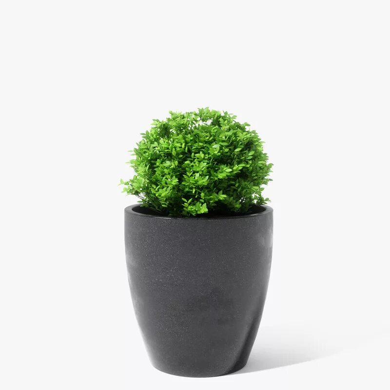 Растение в горшке фото Boxwood plant 3D model - Download Free 3D models