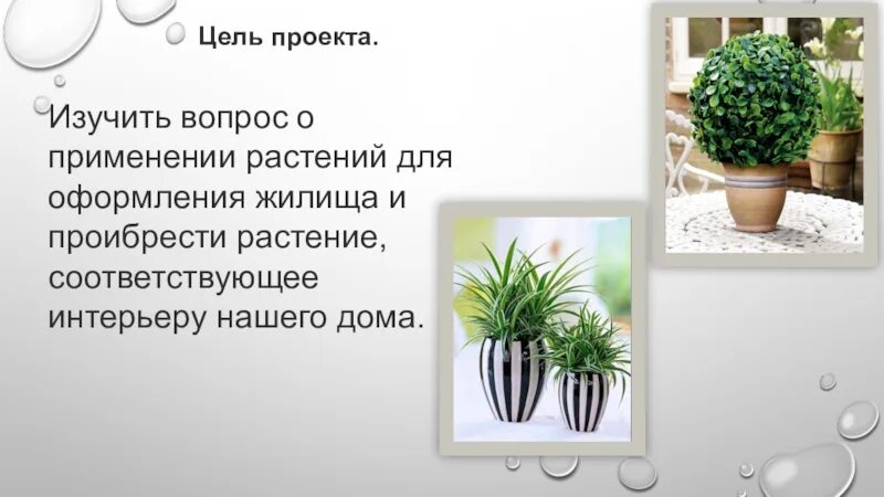 Растение в интерьере жилого дома проблемная ситуация Творческий проект растения в интерьере жилого - Дом Мебели.ру