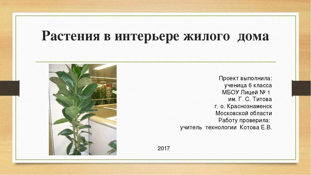 Растение в интерьере жилого дома творческий проект Мой творческий проект растения в интерьере жилого дома - Дом Мебели.ру