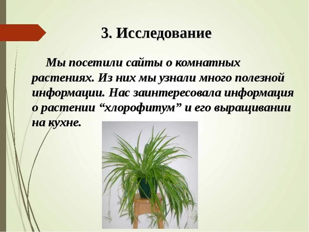 Растение в интерьере жилого дома творческий проект Проект растения в жилом доме