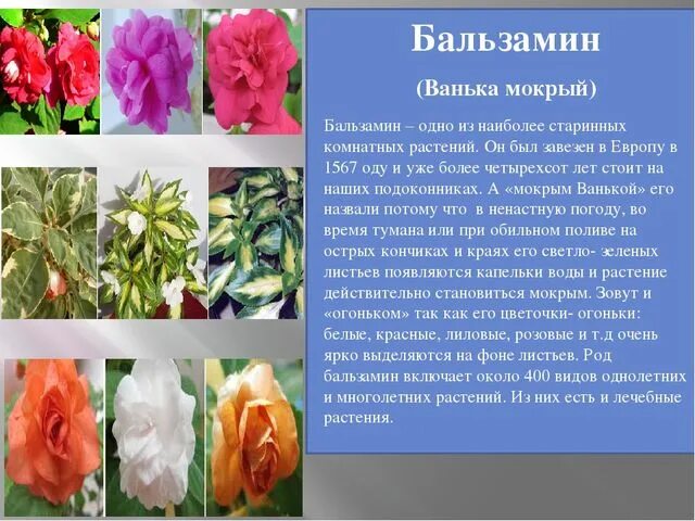 Растение ванька мокрый научное название фото Презентация на тему "Комнатные растения средней группы"