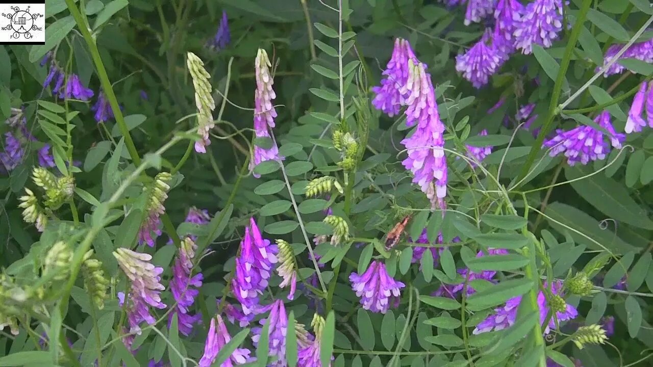 Растение вика фото как выглядит Hairy Vetch - Vicia villosa - YouTube