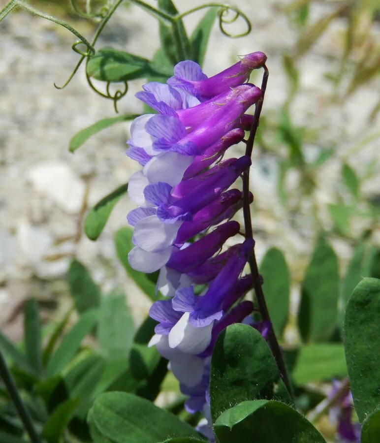 Растение вика фото как выглядит Vicia villosa - Image of an specimen - Plantarium