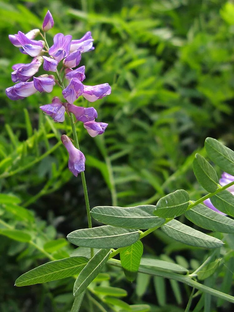 Растение вика фото как выглядит Vicia cassubica - Image of an specimen - Plantarium