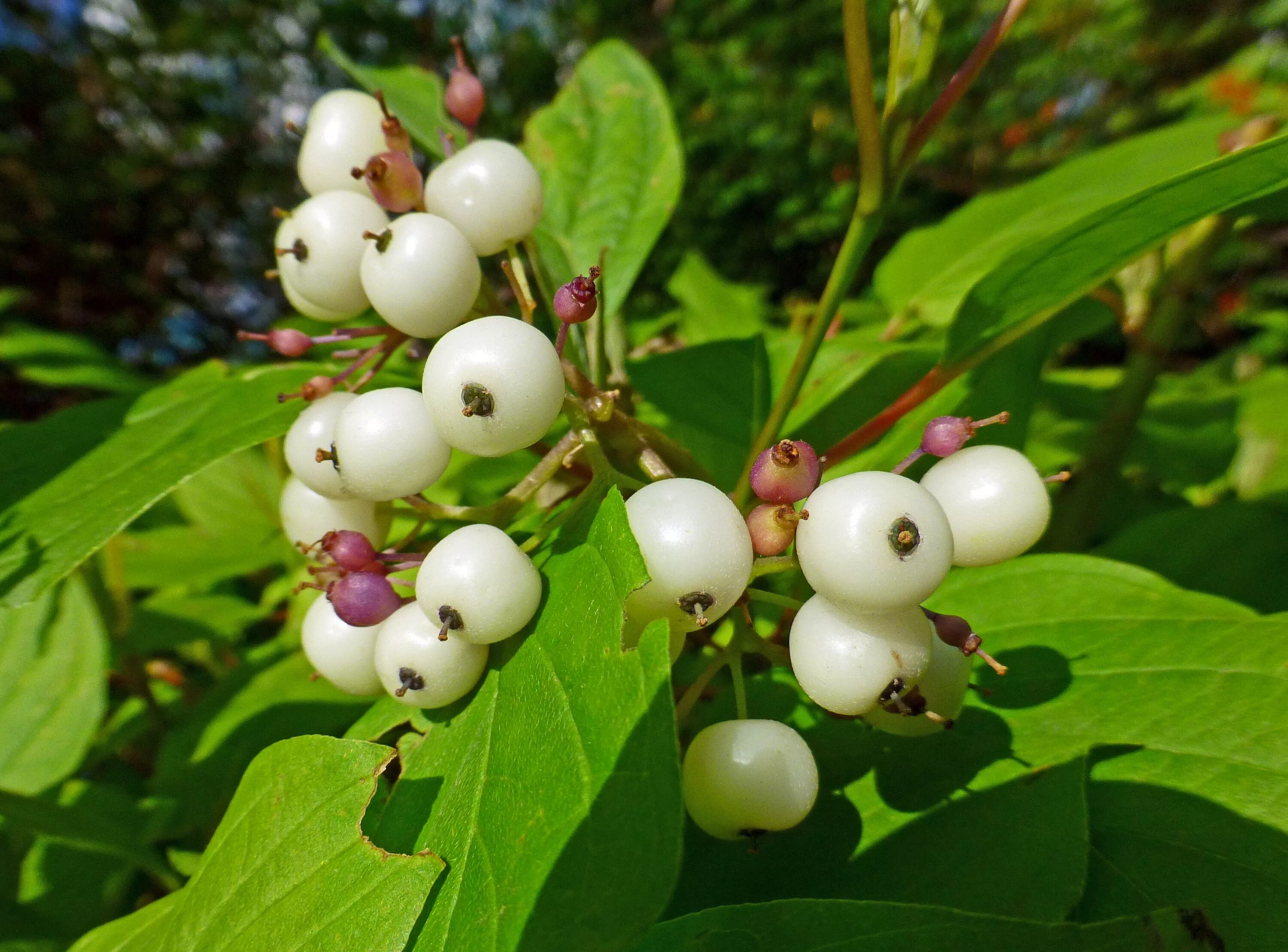 Растение волчья ягода как выглядит Free Images : tree, branch, blossom, fruit, berry, flower, food, produce, evergr