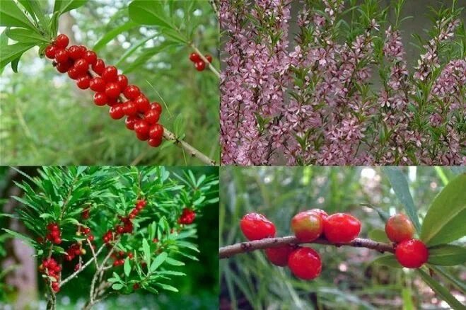 Растение волчья ягода как выглядит Каулифлория и рамифлория. Что это за феномены? Примеры?