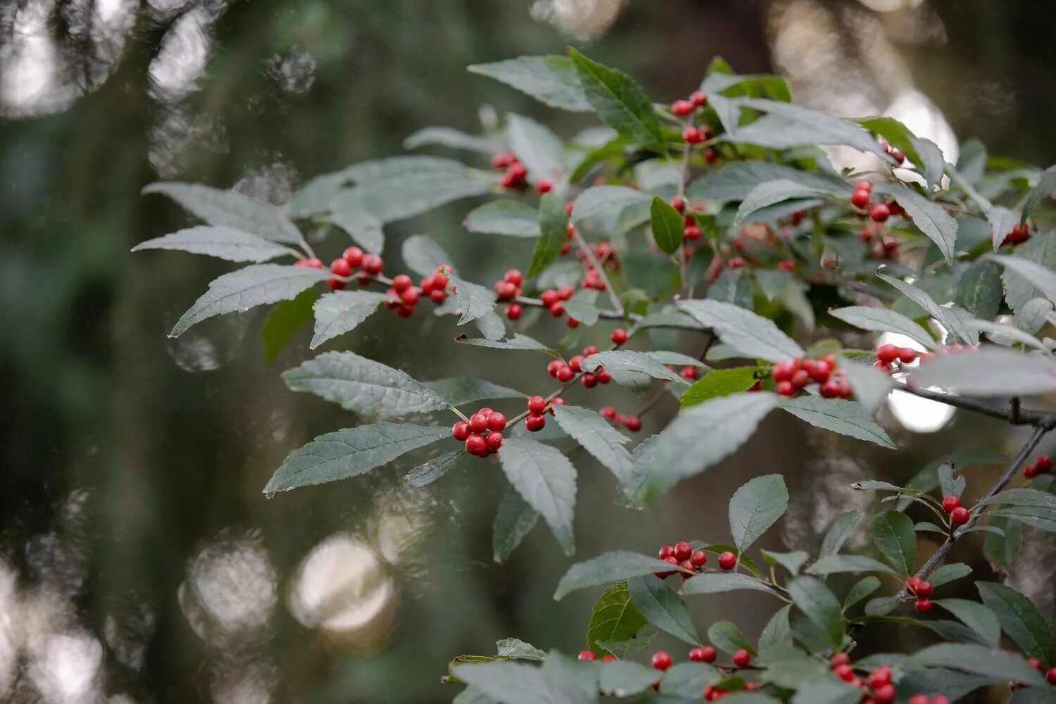 Растение волчья ягода как выглядит How to Grow and Care for Winterberry Holly