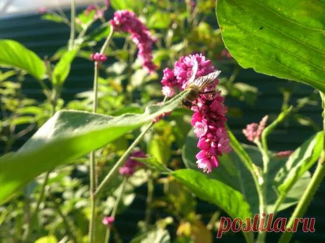 Растение восточный фото Polygonum orientale L. Однолетнее травянистое растение до 200 см высотой. Приятн