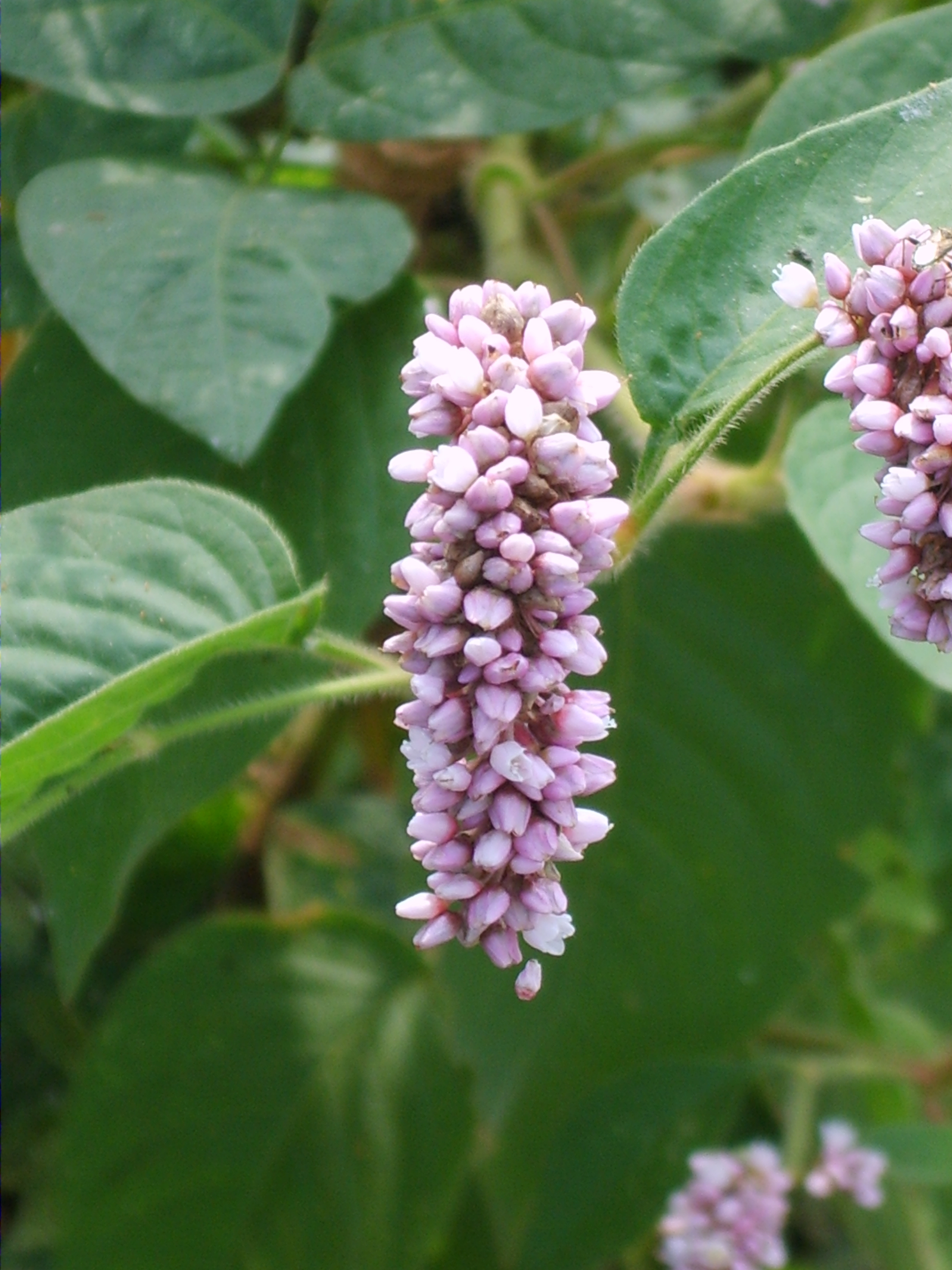 Растение восточный фото File:Persicaria orientalis 06.JPG - Wikimedia Commons