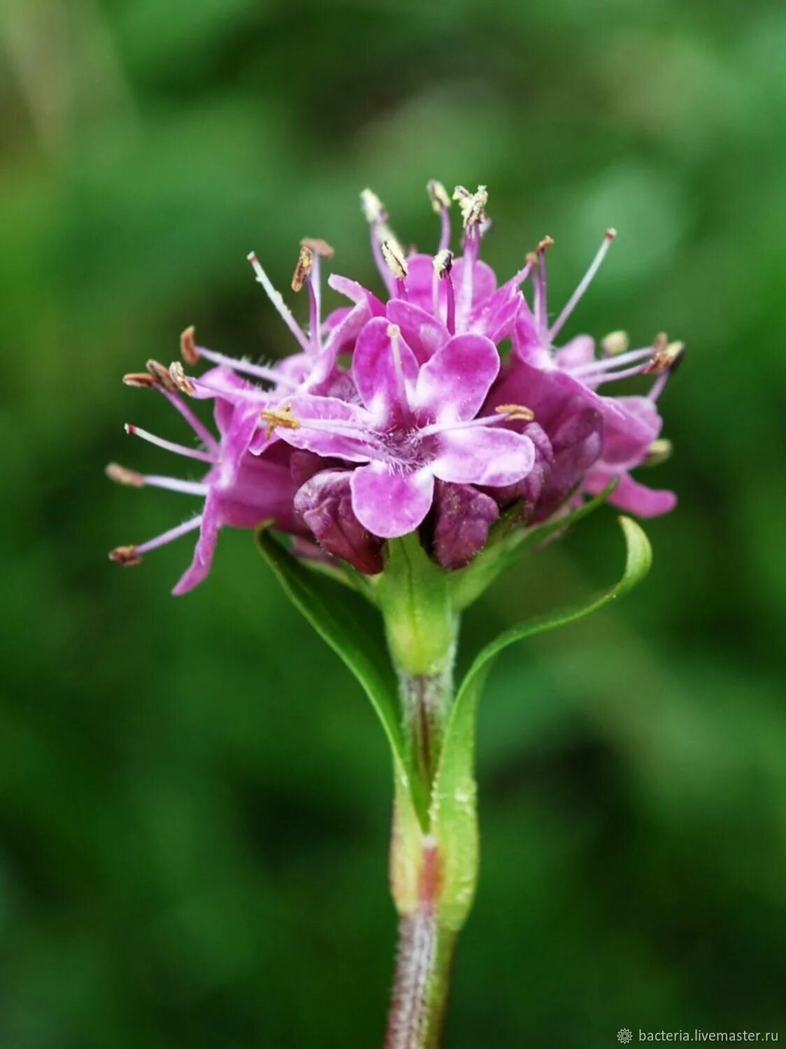 Растение восточный фото Нард, масло эфирное, Nardostachys Jatamansi, 5 мл, Индия - заказать на Ярмарке М