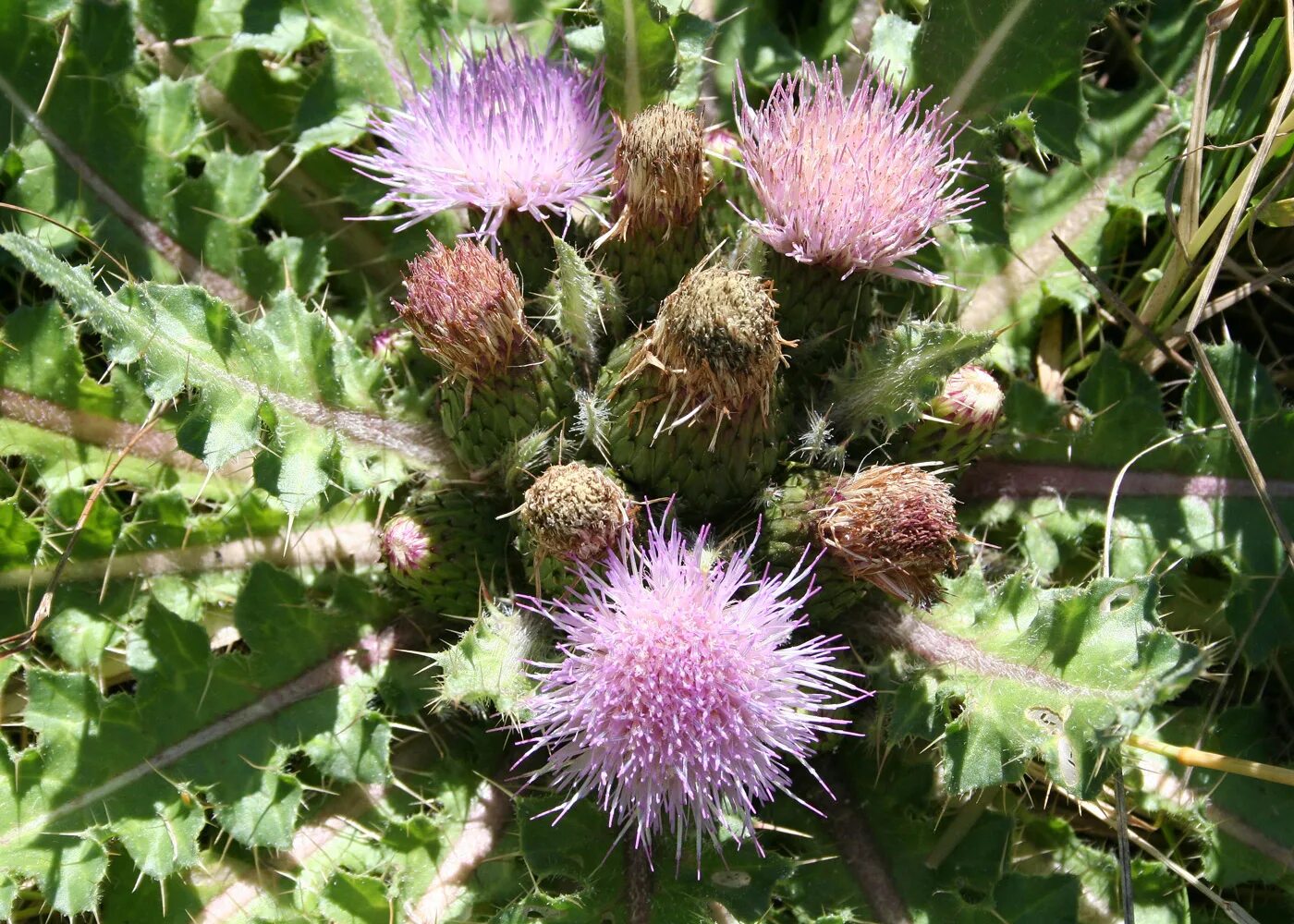 Растение восточный фото Cirsium esculentum - Изображение особи - Плантариум