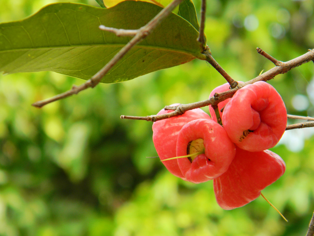 Растение яблоко фото Makopa (Syzygium malaccense) Malay Apple or Tersana Rose A. Flickr