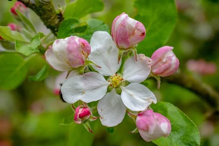 Растение яблоко фото Free Image on Pixabay - Apple Blossom, Blossom, Bloom Apple blossom, Blossom, Bl