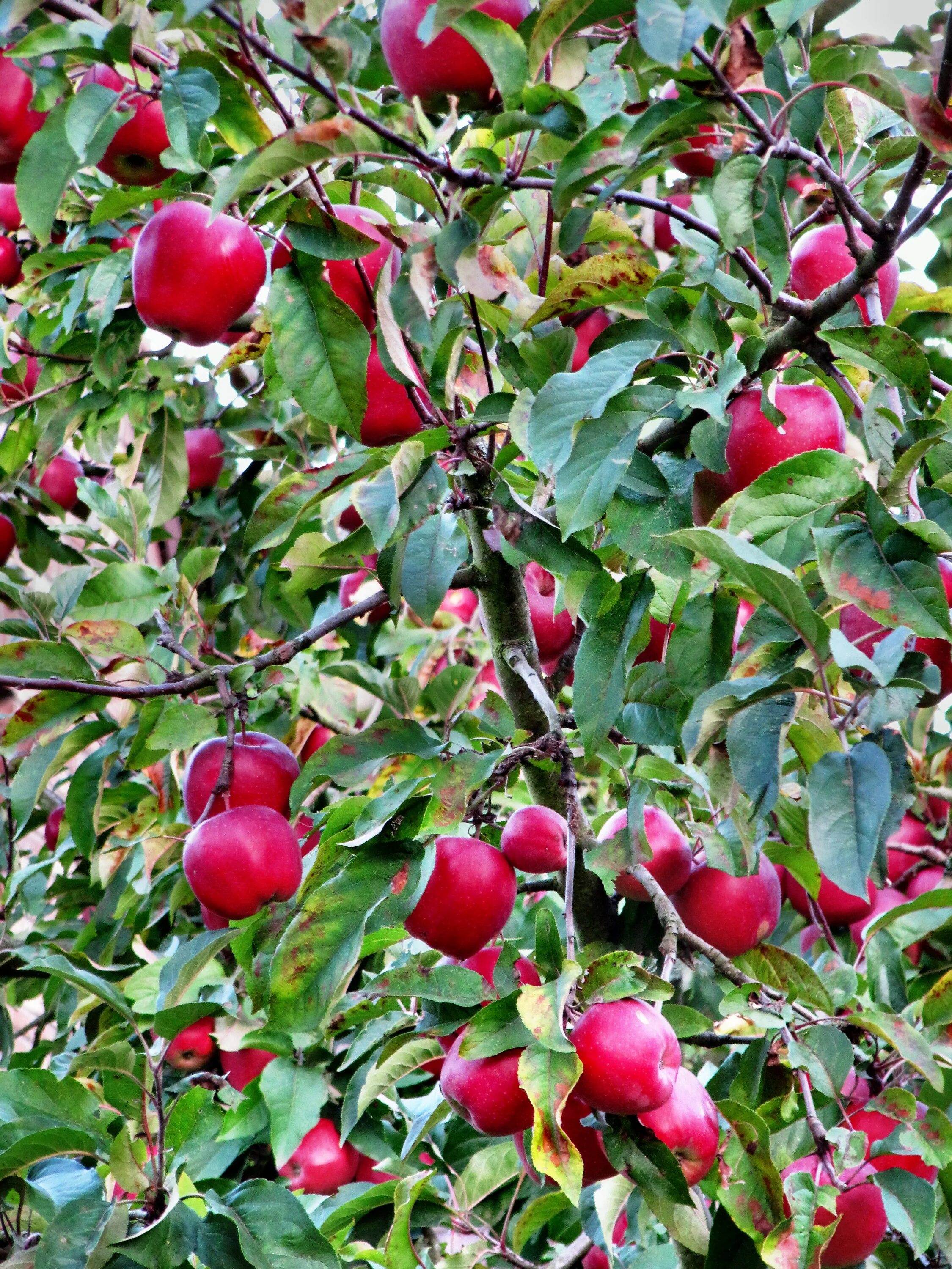 Растение яблоко фото Free Images : apple, branch, flower, food, red, produce, autumn mood, shrub, aut