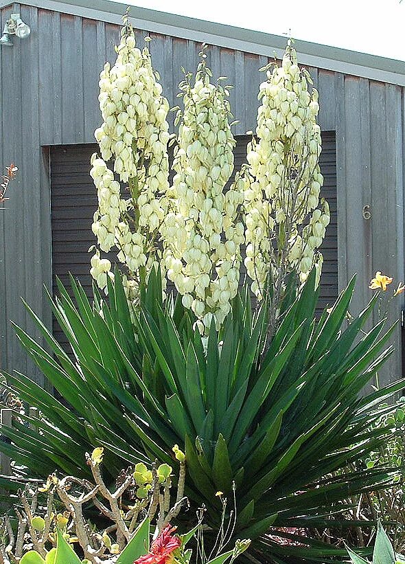 Растение юкка фото и описание что такое Yucca filamentosa - Wikipedia