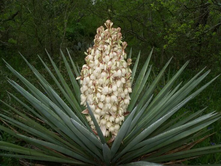 Растение юкка фото и описание что такое DomainMarket.com, Claim Your Brand! Edible plants, Yucca, Plants