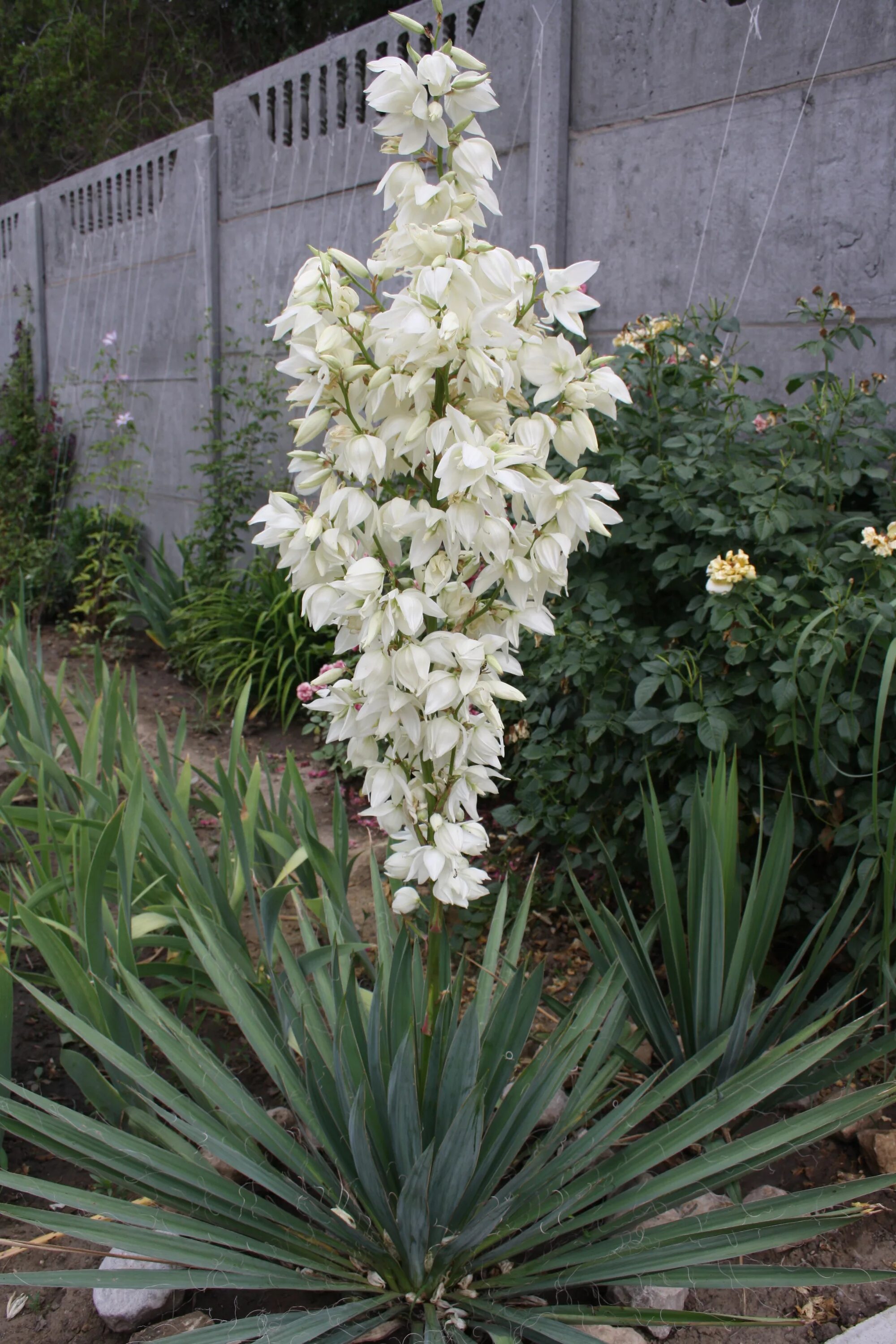 Растение юкка фото и описание что такое Юкка нитчатая (Yucca filamentosa) Магазин EXOTFLOWERS