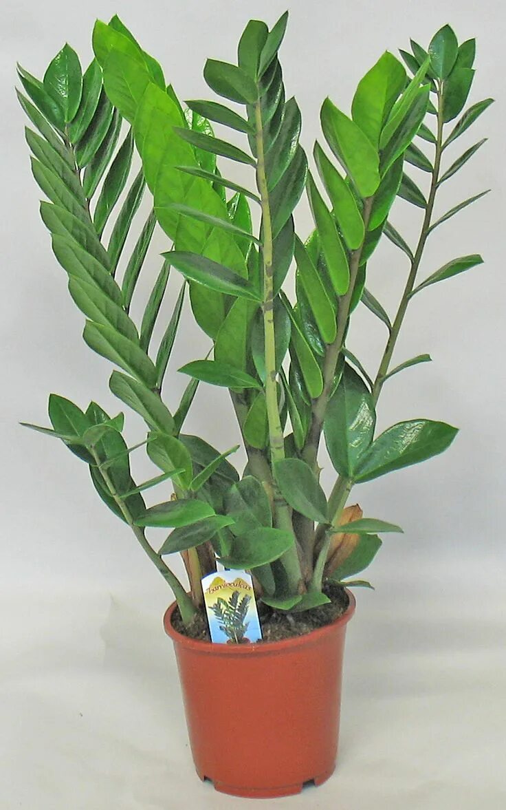 Растение замиокулькас фото уход в домашних Zamioculcas Plants, Plant leaves, Garden club