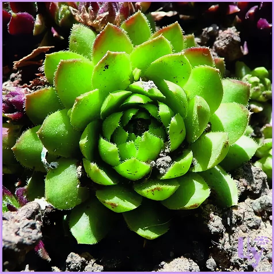 Растение заячья капуста фото описание Молодило гибридное Sempervivum hybridum 'Mahogany' - Питомник "Цветочная улица"