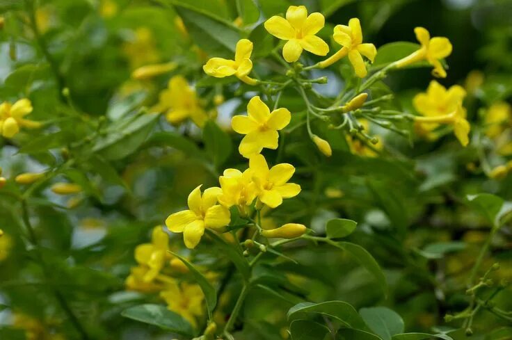 Растение желтого цвета фото Pin on Fragrant Flowers