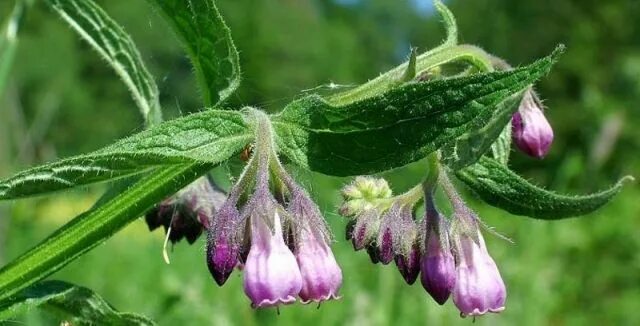 Растение живокост как выглядит Kostival lékařský na bolest zubů Comfrey, Herbs, Healthy glowing skin